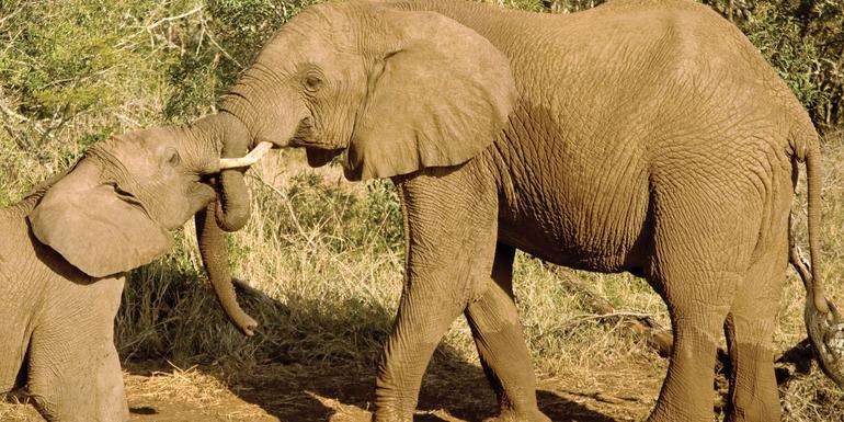 Journeys: Kenya Safari Experience
