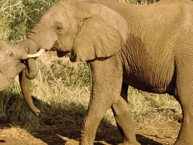 Journeys: Kenya Safari Experience