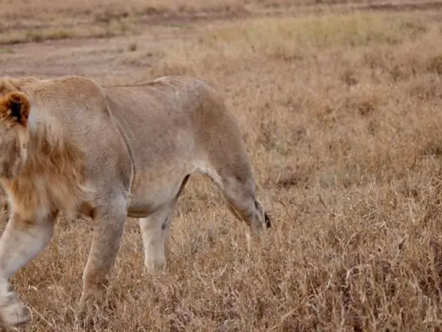 Serengeti to Victoria Falls Overland: Night Stars & Spices