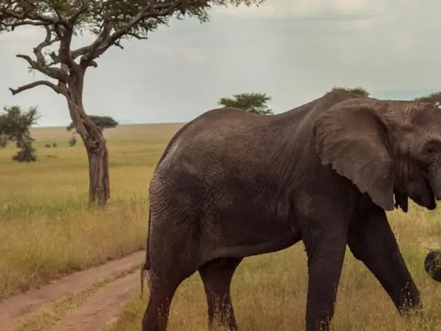 Victoria Falls & Serengeti Overland: Lakes & Landos