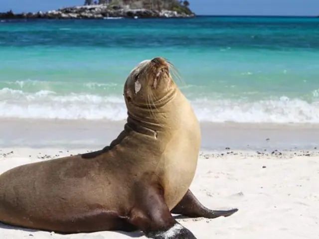 Galápagos — North, West & Central Islands aboard the Yolita