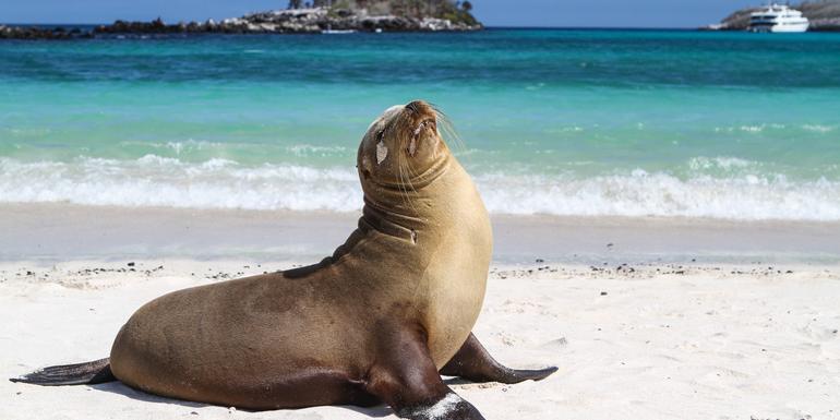 Galápagos — North, West & Central Islands aboard the Yolita