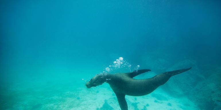 Galápagos Land & Sea — Central & South Islands aboard the Yolita