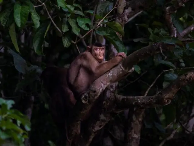 Borneo – East Sabah Adventure