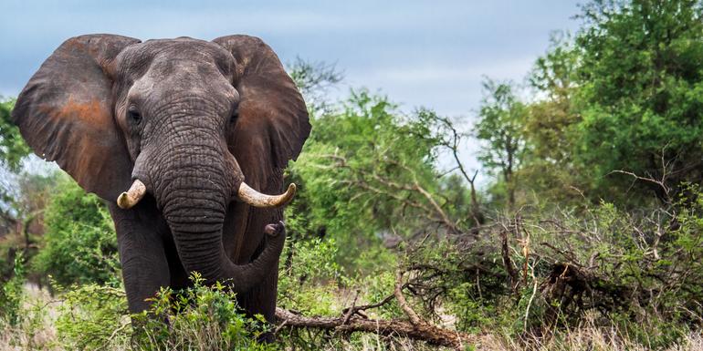 Journeys: Discover Kruger & Namibia