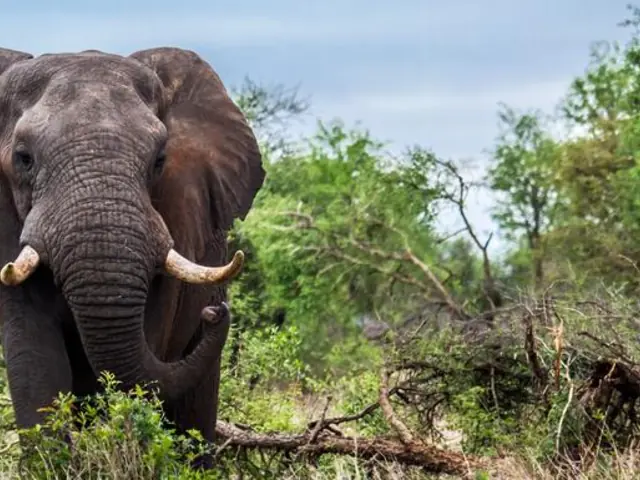 Journeys: Discover Kruger & Namibia