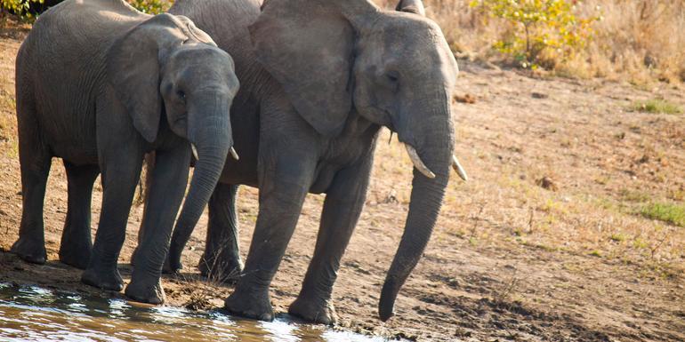 Journeys: Cape Town, Kruger & Namibia