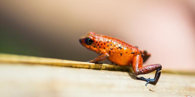 Tortuguero National Park Tour – 4-Day Independent Adventure