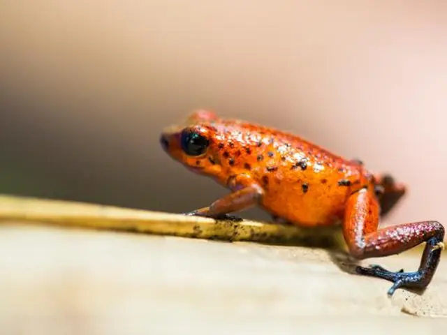 Tortuguero National Park Tour – 4-Day Independent Adventure