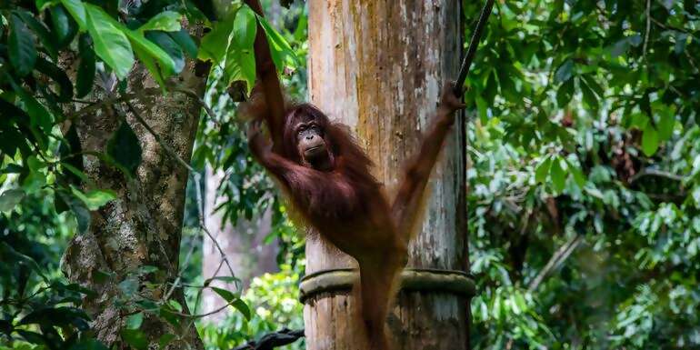 Journeys: Best of Borneo