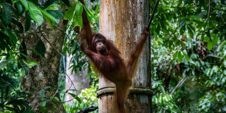 Journeys: Best of Borneo