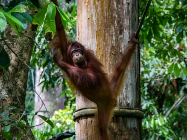 Journeys: Best of Borneo