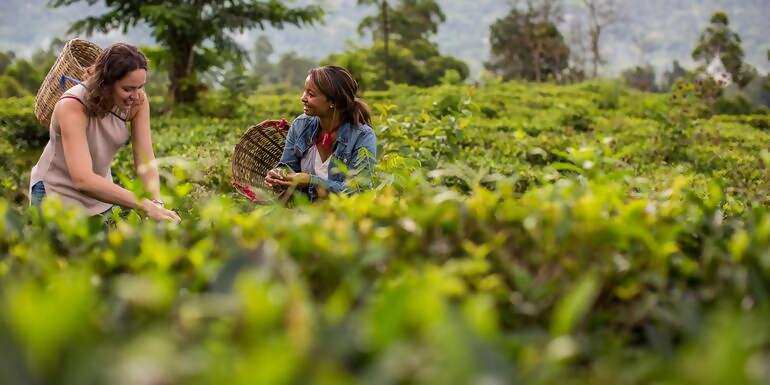 India to Sri Lanka: The Pink City & Spice Gardens