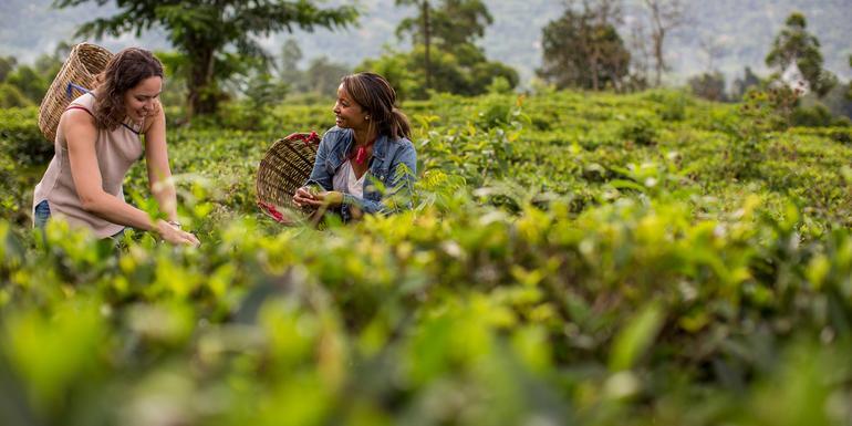 India to Sri Lanka: The Pink City & Spice Gardens