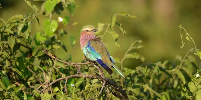 Journeys: Botswana & Zimbabwe Safari