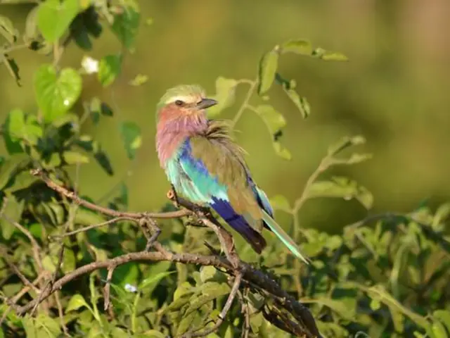 Journeys: Botswana & Zimbabwe Safari