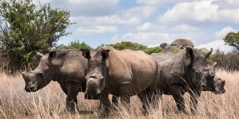 Journeys: The Great Southern Africa Safari