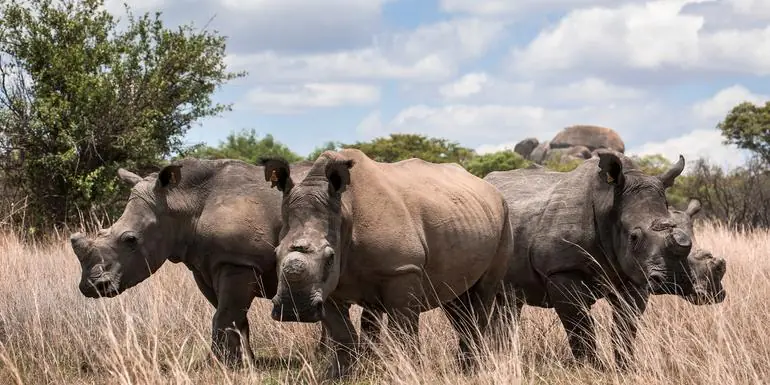 Journeys: The Great Southern Africa Safari