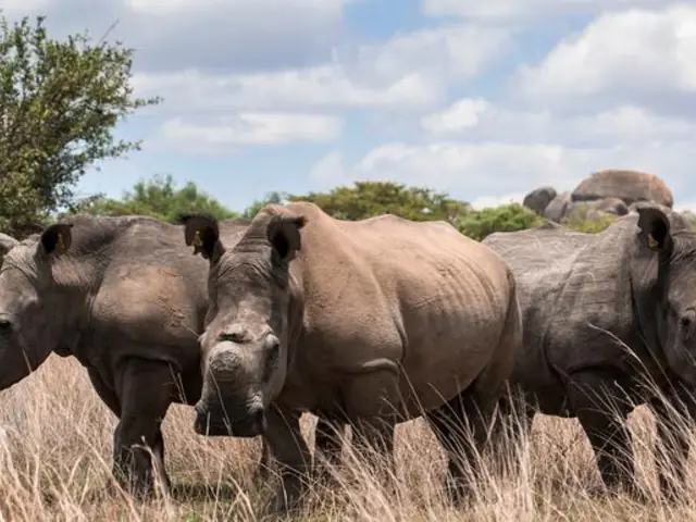 Journeys: The Great Southern Africa Safari