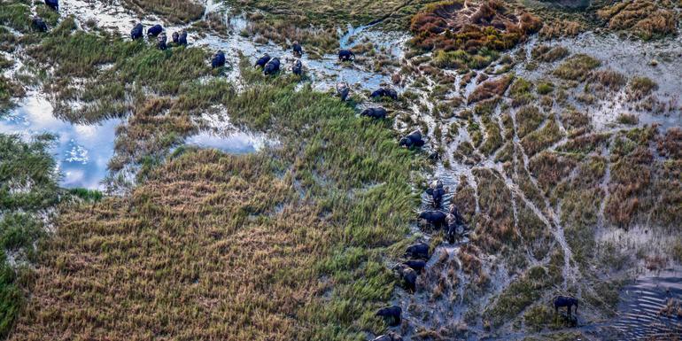 Journeys: Southern Africa Safari Experience