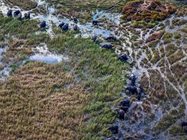 Journeys: Southern Africa Safari Experience