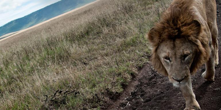 Tanzania to Zanzibar: White Sands & the Wilderness