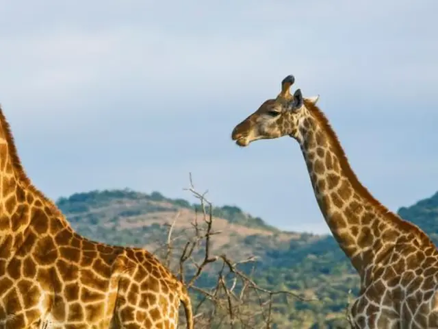 Kenya Overland: Safari Drives & National Reserves