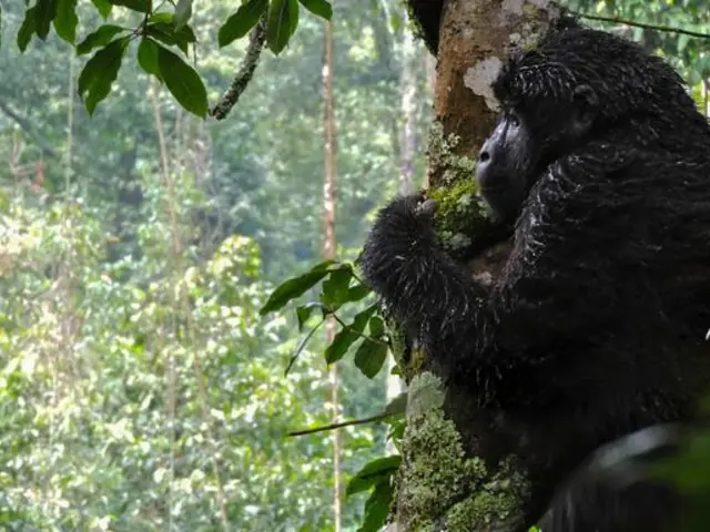 Kenya & Uganda Gorilla Overland: Forests & Wildlife Spotting