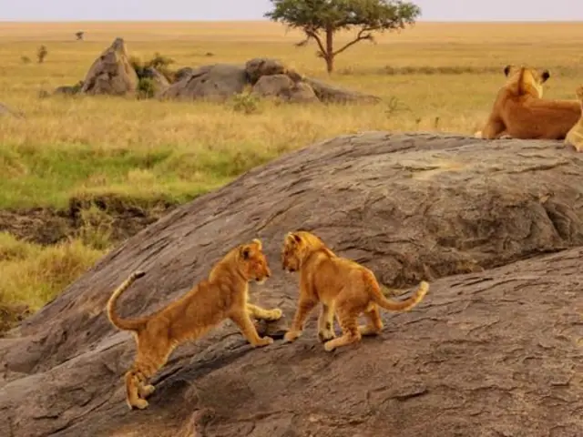 East Africa Overland: Serengeti & Safari Drives