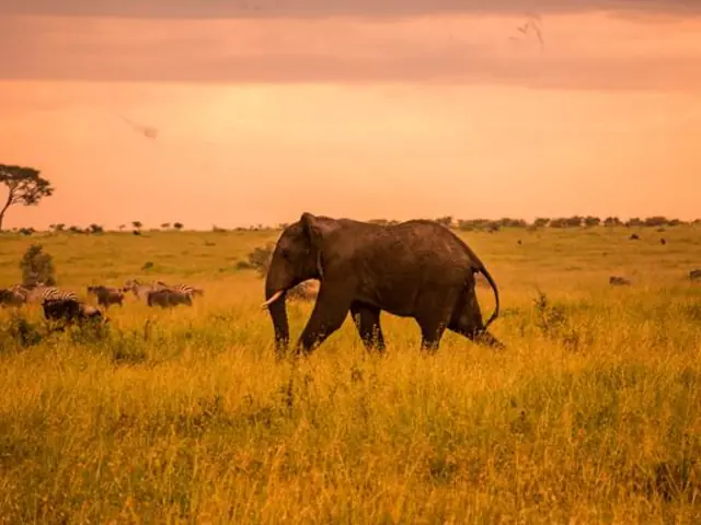 Serengeti Safari & Zanzibar