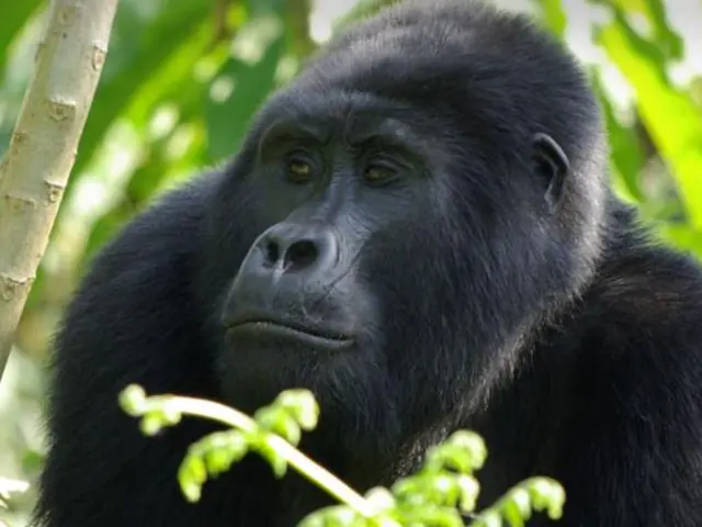 Gorilla Trek Independent Adventure