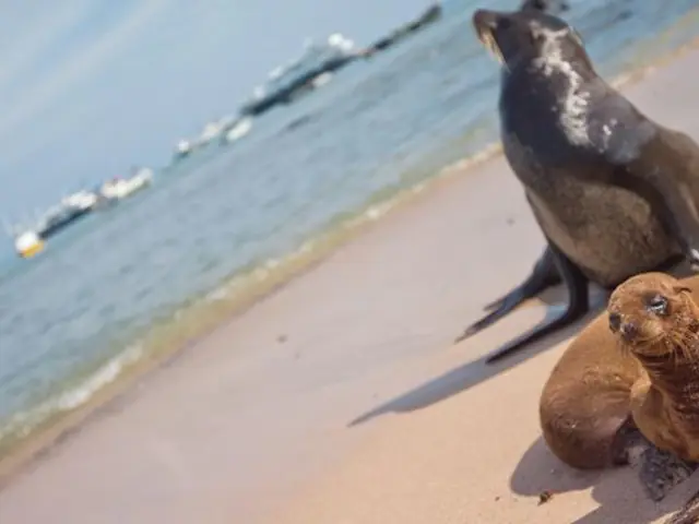 Upgraded Land Galapagos