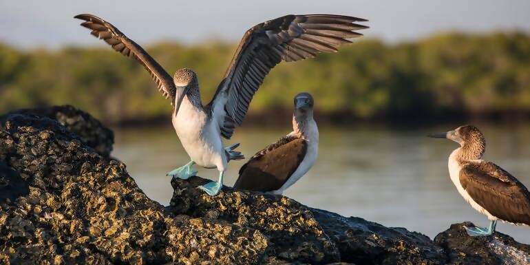 Galápagos Express Adventure: Wilderness & Wildlife
