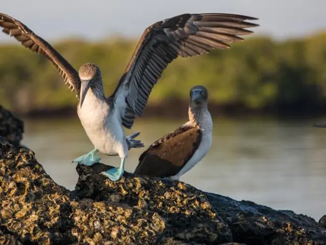 Galápagos Express Adventure: Wilderness & Wildlife