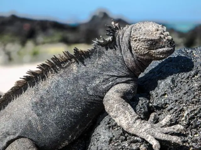 Galápagos — North & Central Islands aboard the Eden