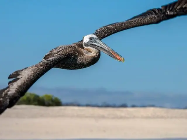 Galápagos — North, Central, & South Islands aboard the Eden