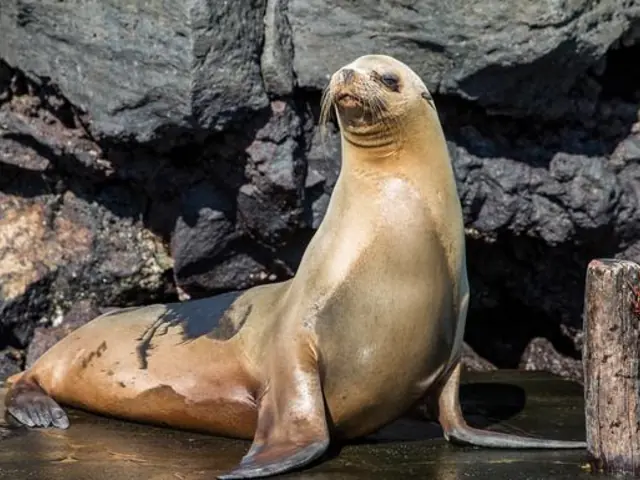 Galápagos — East, Central, & West Islands aboard the Eden