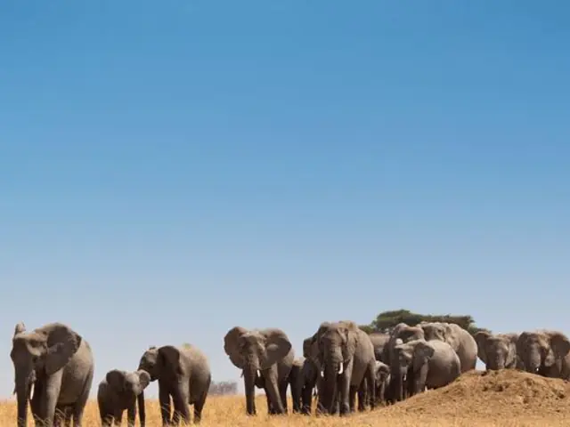 Journeys: Kenya & Tanzania Safari