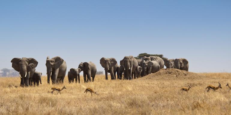 Journeys: Kenya & Tanzania Safari