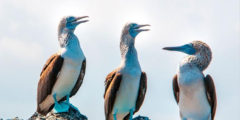 Galápagos – West and Central Islands aboard the Reina Silvia Voyager (Cruise Only)