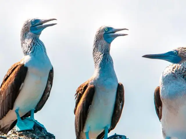 Galápagos – West and Central Islands aboard the Reina Silvia Voyager (Cruise Only)