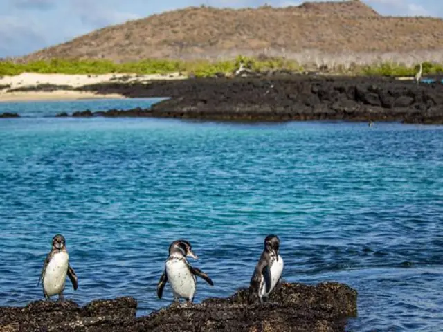 Galápagos – Central and East Islands aboard the Reina Silvia Voyager