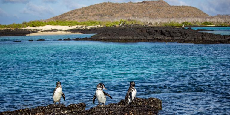 Galápagos – Central and East Islands aboard the Reina Silvia Voyager