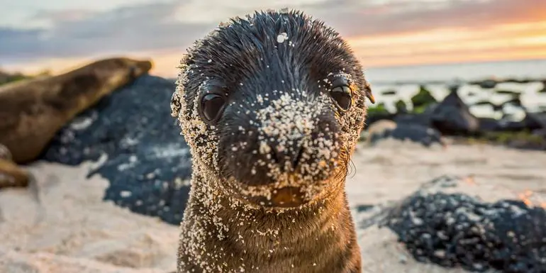 Galápagos – West and Central Islands aboard the Reina Silvia Voyager