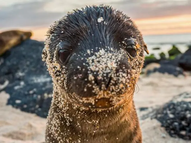 Galápagos – West and Central Islands aboard the Reina Silvia Voyager