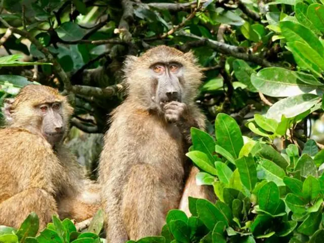 East Africa In-Depth