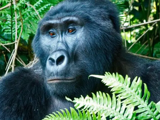 Masai Mara & Gorilla Adventure