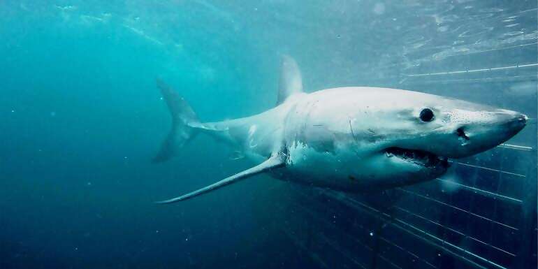 Cape Town Day Tour: Shark Cage Diving (full day)