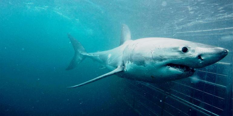 Cape Town Day Tour: Shark Cage Diving (full day)