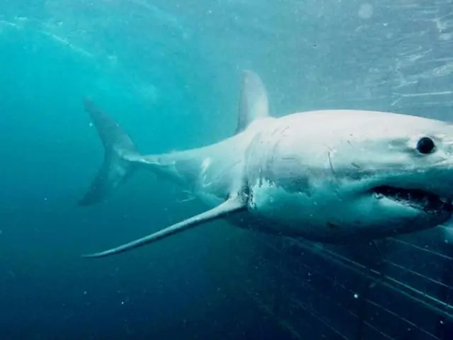 Cape Town Day Tour: Shark Cage Diving (full day)